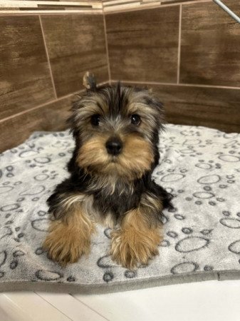 Yorkshire terrier