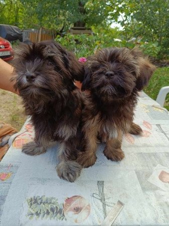 Bichon havanese