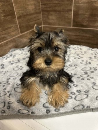 Yorkshire terrier