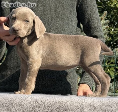 weimari vizsla kölyök szukák