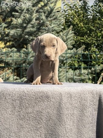 weimari vizsla kölyök szukák