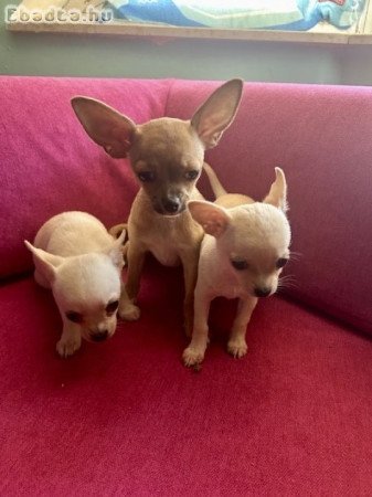 Három apró szív keresi az álomgazdit!