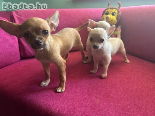 Három apró szív keresi az álomgazdit!