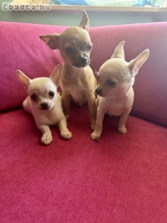 Három apró szív keresi az álomgazdit!