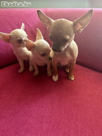 Három apró szív keresi az álomgazdit!