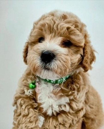 Maltipoo