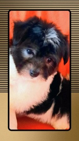 Bichon havanese