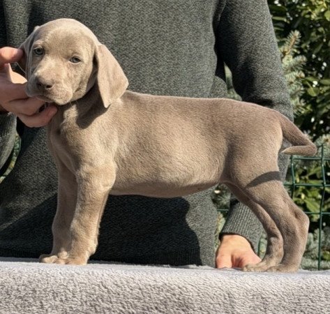 Weimari vizsla
