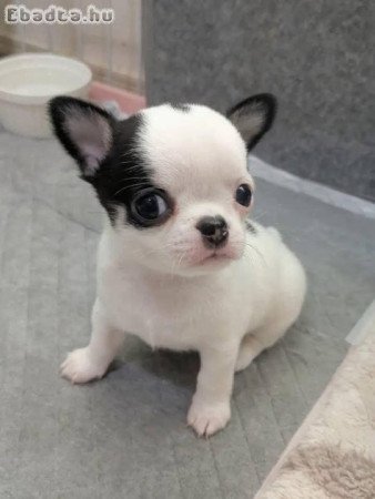 Chihuahua puppies for sale pure breed