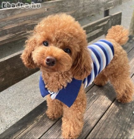 Pure breed poodle puppies for adoption