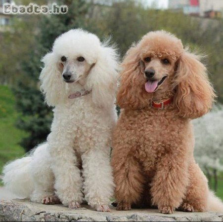 Pure breed poodle puppies for adoption
