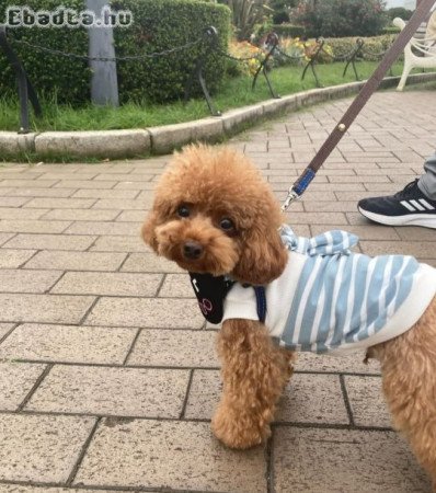 Pure breed poodle puppies for adoption