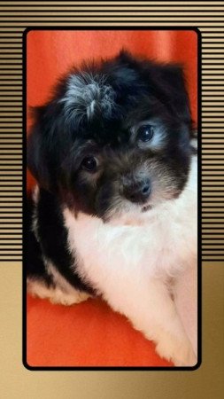 Bichon havanese