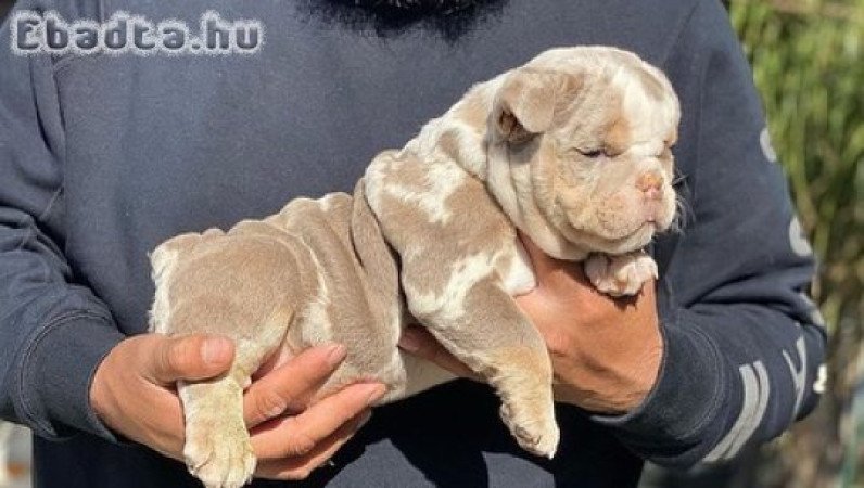 English  bull dogs for sale