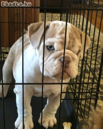 English  bull dogs for sale