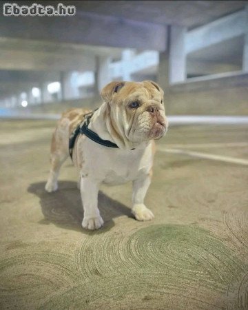 English  bull dogs for sale pure breed