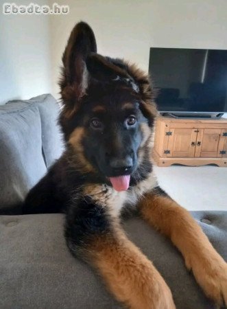 Pure breed German shepherd dog for adoption