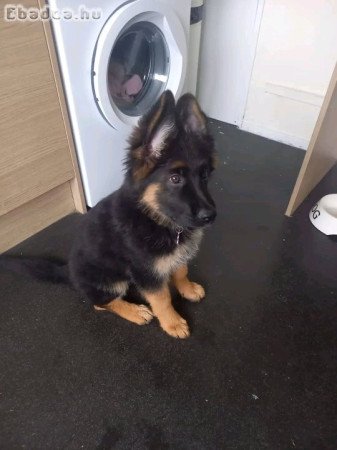 Pure breed German shepherd dog for adoption