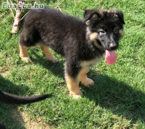 Pure breed German shepherd dog for adoption
