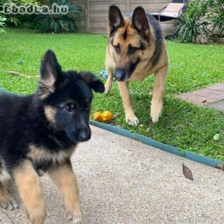 Pure breed German shepherd dog for adoption