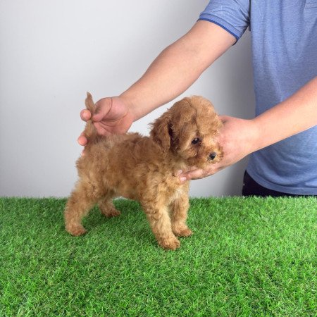 Törzskönyves Törpe uszkár szuka kiskutya