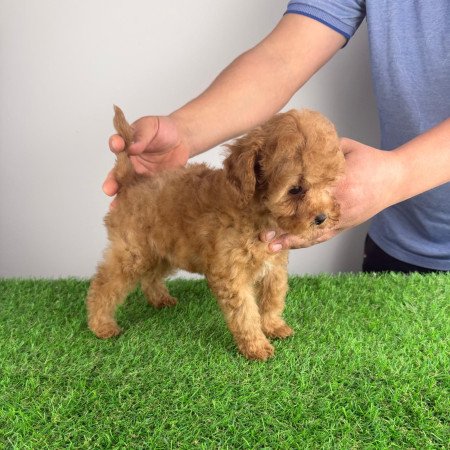 Törzskönyves Törpe uszkár szuka kiskutya