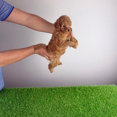 Törzskönyves Törpe uszkár szuka kiskutya