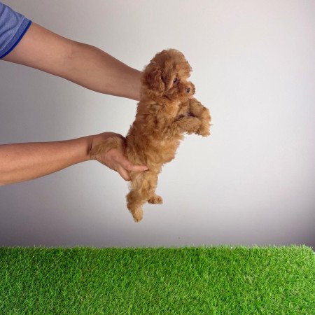 Törzskönyves Törpe uszkár szuka kiskutya