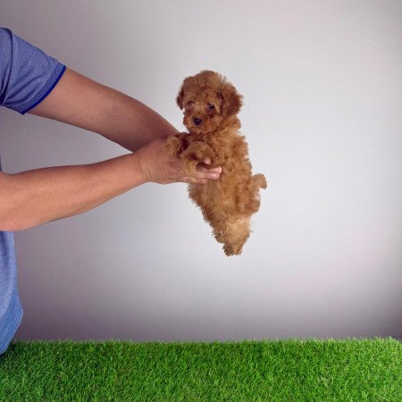 Törzskönyves Törpe uszkár szuka kiskutya