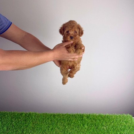 Törzskönyves Törpe uszkár szuka kiskutya