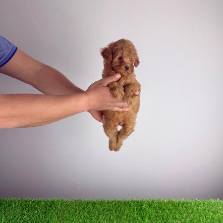 Törzskönyves Törpe uszkár szuka kiskutya