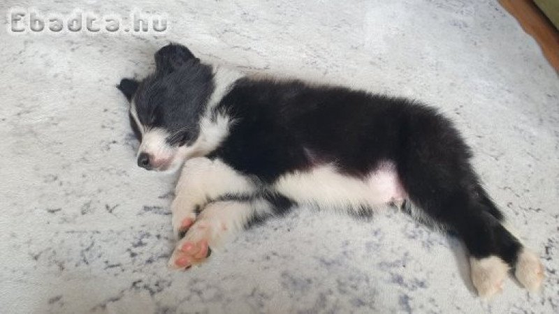 Border collie kiskutya eladó