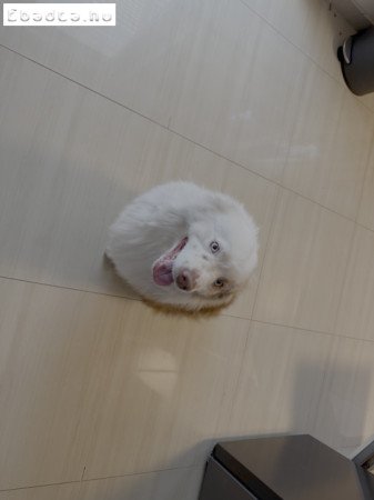 2 éves, Ausztrál Mini Juhászkutya, kan, ivaros