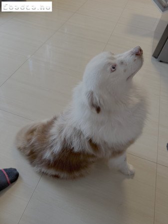 2 éves, Ausztrál Mini Juhászkutya, kan, ivaros
