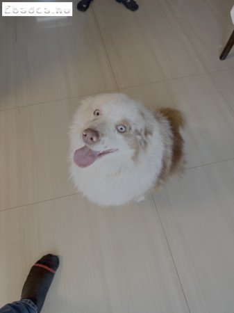 2 éves, Ausztrál Mini Juhászkutya, kan, ivaros