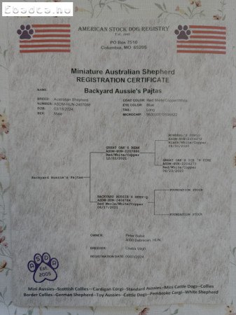 2 éves, Ausztrál Mini Juhászkutya, kan, ivaros