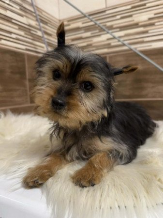 Yorkshire terrier