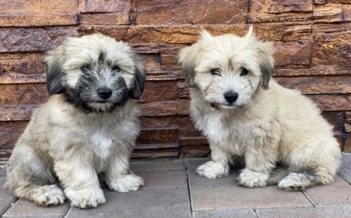 Bichon Havanese