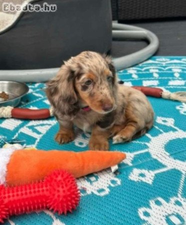 Pure breed Dachshund  puppies for sale