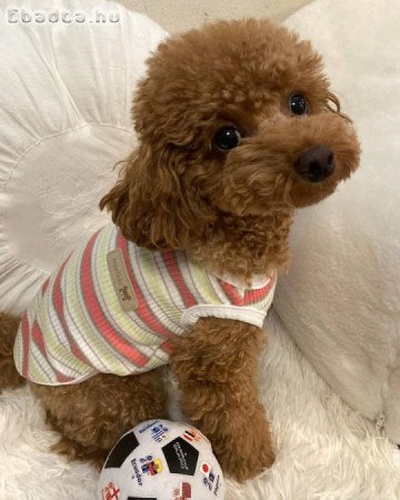 Toy and mini poodle puppies for adoption