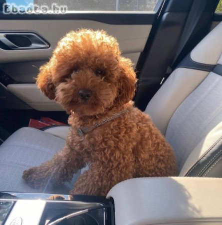 Toy and mini poodle puppies for adoption