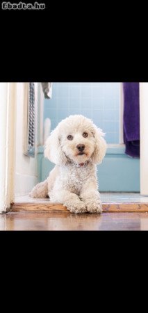 Toy and mini poodle puppies for adoption