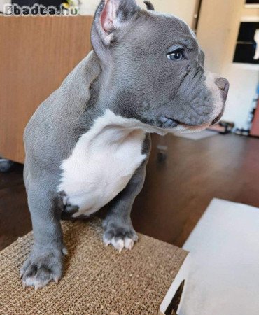 American  pitbull dogs for sales