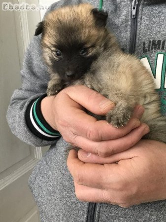 Eladók, foglalhatók Spicc, Spitz kiskutyák!