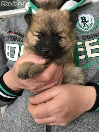 Eladók, foglalhatók Spicc, Spitz kiskutyák!