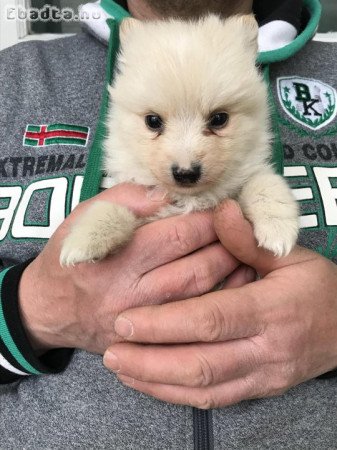 Eladók, foglalhatók Spicc, Spitz kiskutyák!