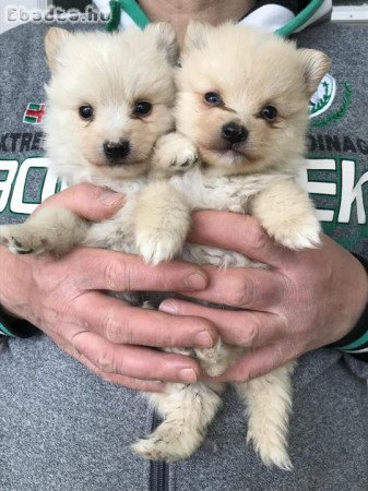 Eladók, foglalhatók Spicc, Spitz kiskutyák!