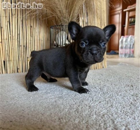 Formás 6 hetes francia bulldog kiskutya