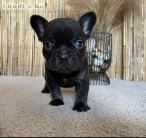 Formás 6 hetes francia bulldog kiskutya