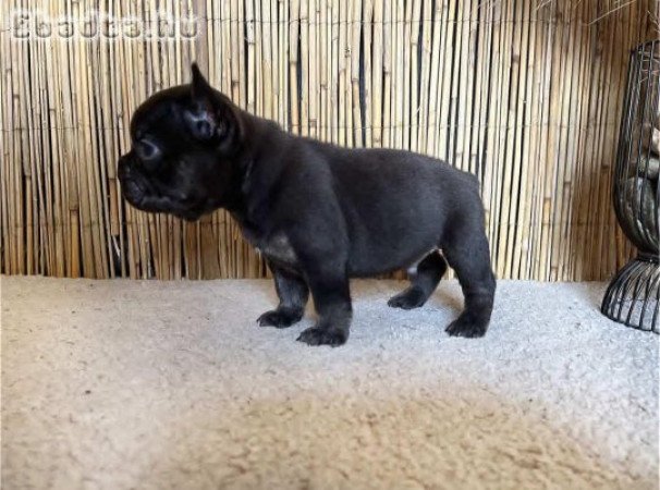 Formás 6 hetes francia bulldog kiskutya